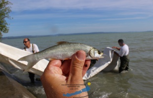 7500 balint telepítettek a Balatonba