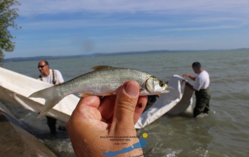 7500 balint telepítettek a Balatonba