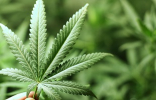 Hetekre átprogramozza az agyat a kannabiszfogyasztás magyar tudósok szerint
