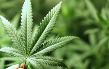 Hetekre átprogramozza az agyat a kannabiszfogyasztás magyar tudósok szerint