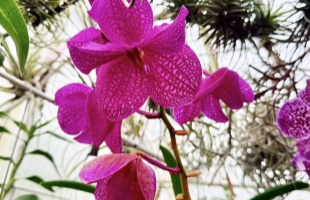 Csodakert Kaposfüreden