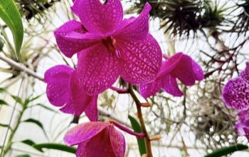 Csodakert Kaposfüreden