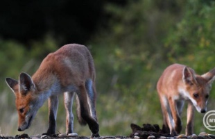 Veszett rókát találtak Szabolcs-Szatmár-Bereg vármegyében
