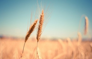 Határozott lépéseket kérnek az Európai Bizottságtól a V4 országok agrárkamarái