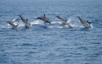 Cápától védték a delfinek az úszót