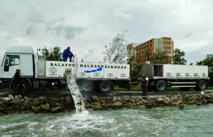 Balatoni telepítésre szánt halak pusztultak el egy tógazdaságban