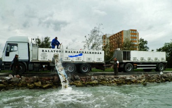 Balatoni telepítésre szánt halak pusztultak el egy tógazdaságban