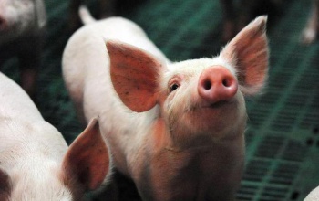 4 éves projektben vesz részt a Kaposvári Egyetem