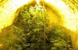 Nagyüzemben termesztették a cannabist az erdőben