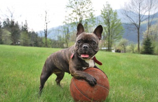 Francia bulldog, a denevérfülű cukiság