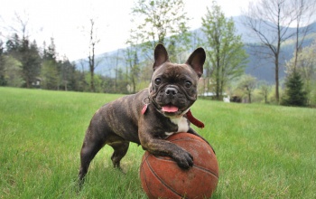 Francia bulldog, a denevérfülű cukiság