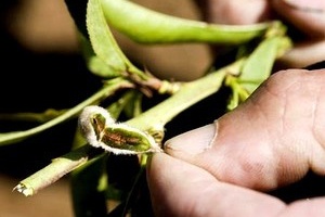 8 milliárd forint fagykárenyhítésre