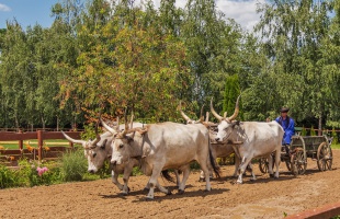 Kiemelt támogatást kap az őshonos fajták megőrzése