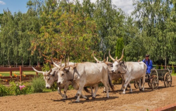 Kiemelt támogatást kap az őshonos fajták megőrzése