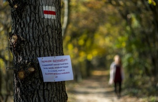 Kilőtték a pécsi állatkertből megszökött farkast