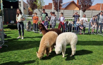 Cuki alpakákat lehetett simogatni a Bíborligetben
