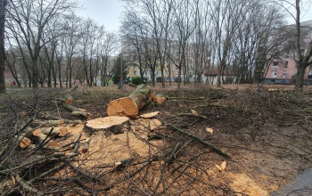 Egészségesnek tűnő fát vágtak ki a Búzavirág utcában