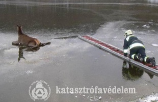 Szarvast mentettek a kaposvári tűzoltók