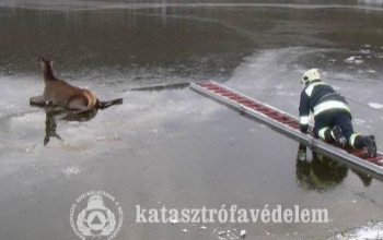 Szarvast mentettek a kaposvári tűzoltók