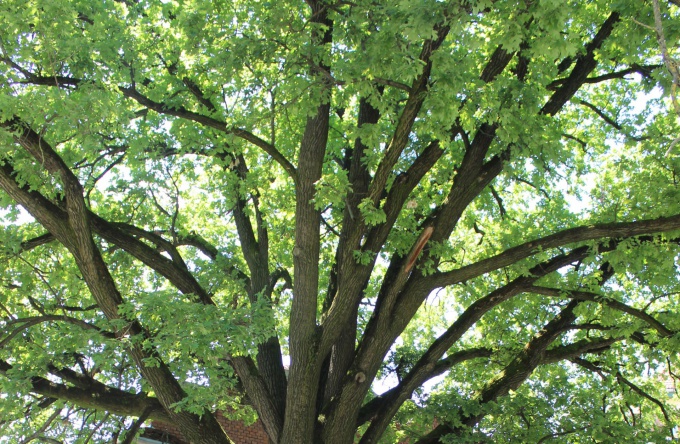 Öt éve lett az ország fája a Berzsenyi-iskola előtt álló tölgy