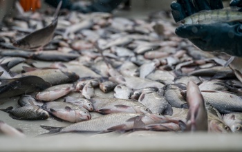 Nem lesz hiány karácsonykor a jó minőségű magyar halból a szakmai szervezetek szerint