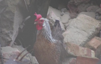 Baki a Csíki sörgyár robbantásánál, reklám lett belőle