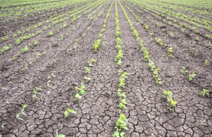 Tartósan vízhiányos időszak kihirdetését kezdeményezte az Agrárminisztérium