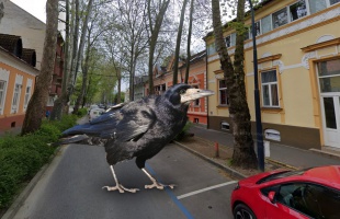 Varjak keserítik a Bajcsy-Zsilinszky utcában élőket