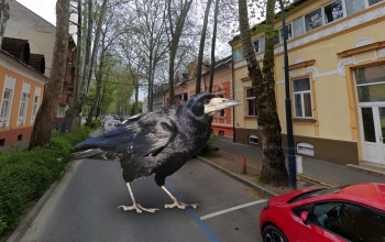 Varjak keserítik a Bajcsy-Zsilinszky utcában élőket